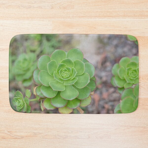 Item preview, Close up of beautiful Aeonium simsii (Sweet) Stearn  designed and sold by JPopov.