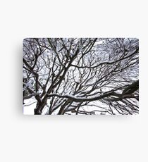 Lace Leaf Maple Canvas Print