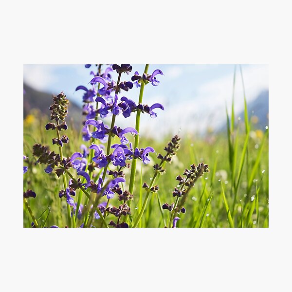 Morning Dew Photographic Print