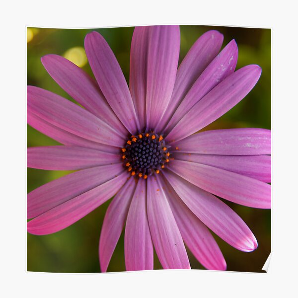 daisy Poster