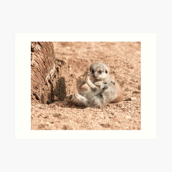 Meerkat Pups Photography Art Print