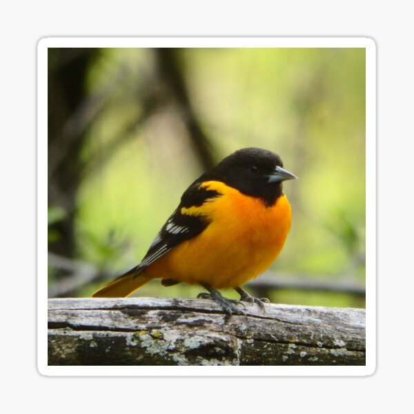 Baltimore Orioles Bird by © Buck Tee Originals - Baltimore Orioles -  Sticker