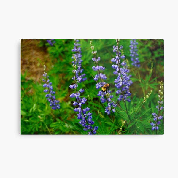 Wildflowers in the Dishman Hills Metal Print