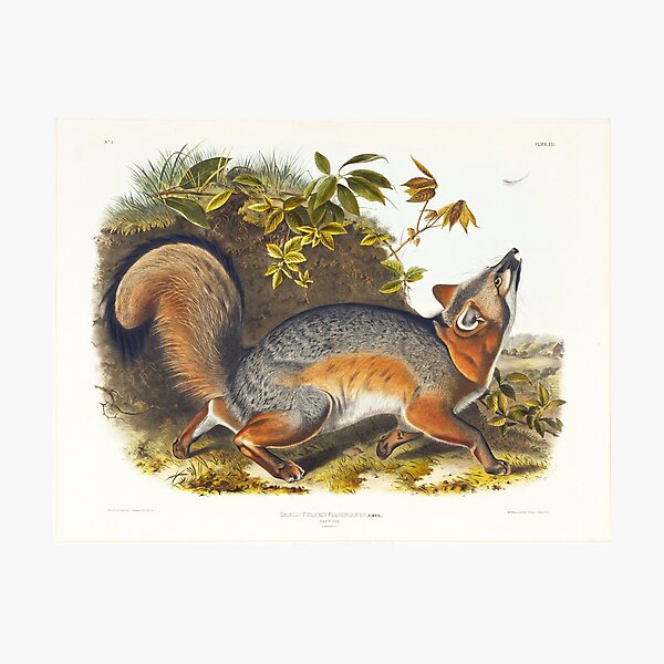 Item preview, Gey Fox - John James Audubon designed and sold by Vintage Designs +.