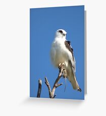 Black Shouldered Kite Greeting Card