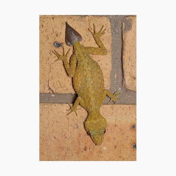 They do grow back! Photographic Print