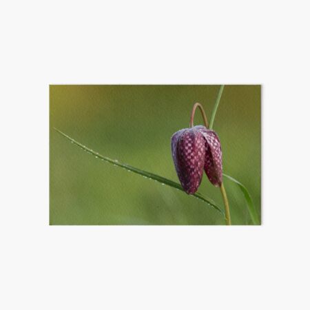 Snake's head fritillary Art Board Print