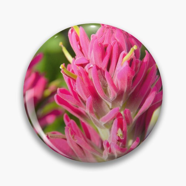Artikelvorschau, Prairie Paintbrush aus nächster Nähe entworfen und verkauft von Ken Macune.