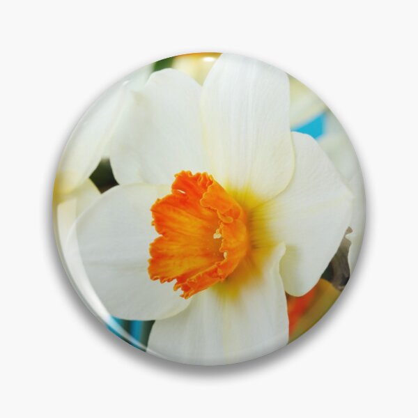 Item preview, Narcissus  'Barrett Browning'   Division 3  Small-cupped  Daffodil  designed and sold by Chris Burrows.
