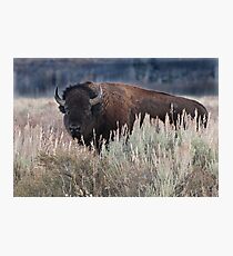 Lámina fotográfica Lone Bison