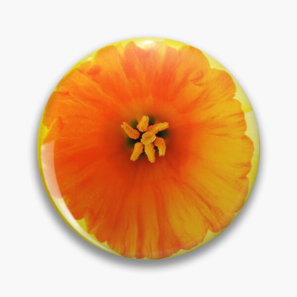 Item preview, Narcissus  'Loveday'    Division 2 Large-cupped  Daffodil designed and sold by Chris Burrows.