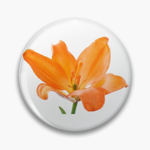 Item preview, Lilium  'Stainless Steel'  Asiatic lily   designed and sold by Chris Burrows.