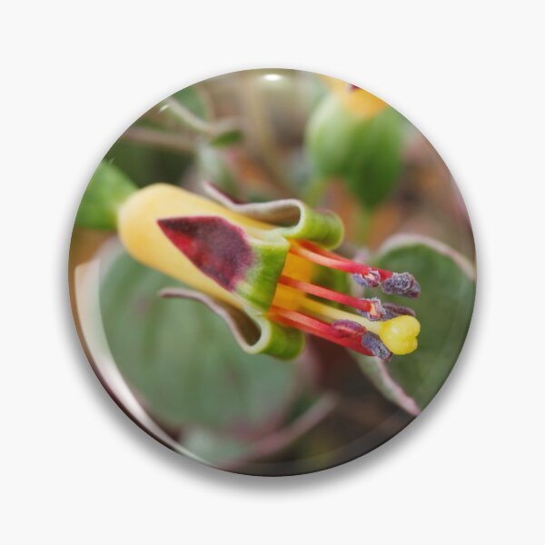 Aperçu de l'œuvre Fuchsia procumbens 'Wirral' Aussi connu sous les noms de 'Variegata' et 'Argentea' créée et vendue par Chris Burrows.