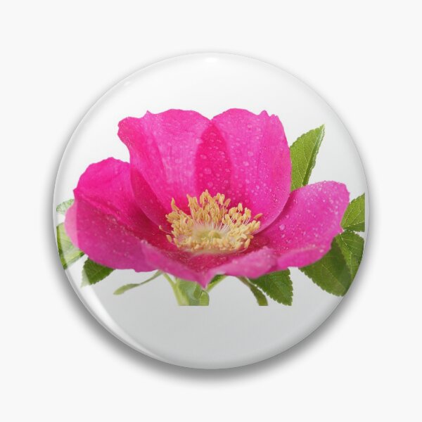 Item preview, Rosa rugosa  Hedgerow rose  designed and sold by Chris Burrows.