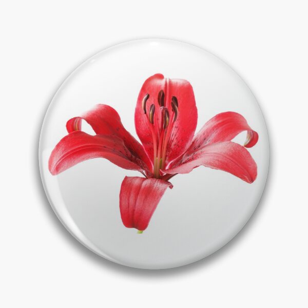 Item preview, Lilium  'Blackout'  Lily  Asiatic lily   designed and sold by Chris Burrows.