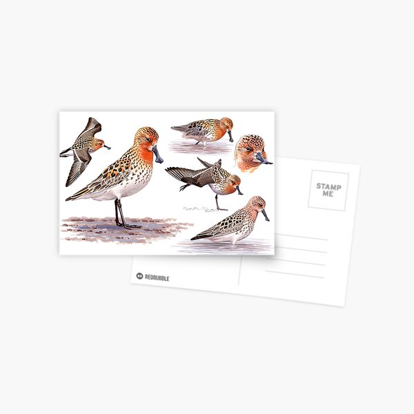 Item preview, Spoon-billed Sandpiper designed and sold by kokayart.