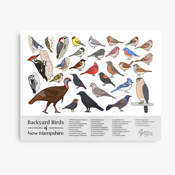Blue Jay (Common Birds of NE Washington, DC) · iNaturalist