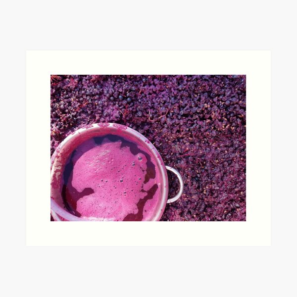 Shiraz Starting Ferment - Adelaide Hills Wine Region - Fleurieu Peninsula -by South Australian artist Avril Thomas Art Print