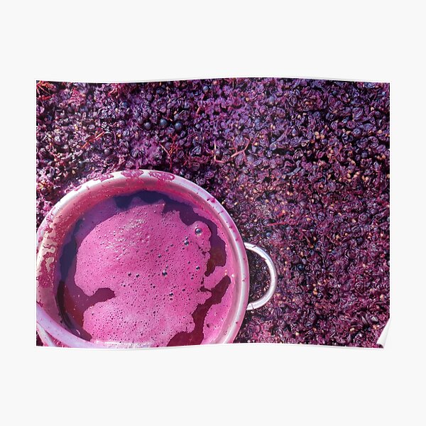 Shiraz Starting Ferment - Adelaide Hills Wine Region - Fleurieu Peninsula -by South Australian artist Avril Thomas Poster