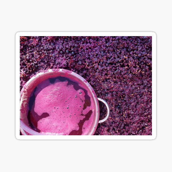 Shiraz Starting Ferment - Adelaide Hills Wine Region - Fleurieu Peninsula -by South Australian artist Avril Thomas Sticker
