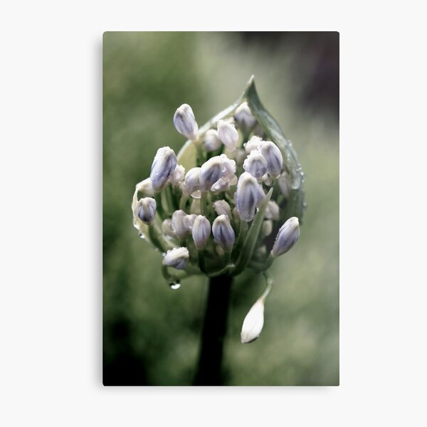 buddies emerging . . . Metal Print