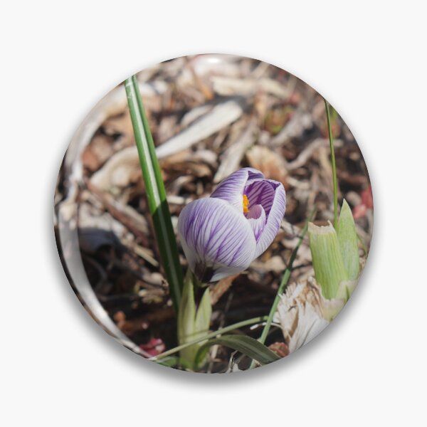 Aperçu de l'œuvre 2 avril 2020 premier crocus à Cedarburg, Wisconsin créée et vendue par distracted.
