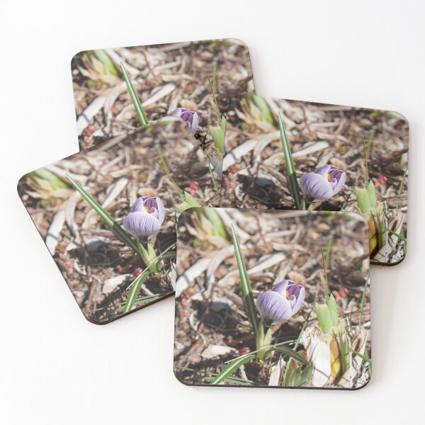 Item preview, April 2, 2020 first crocus in Cedarburg, Wisconsin designed and sold by distracted.