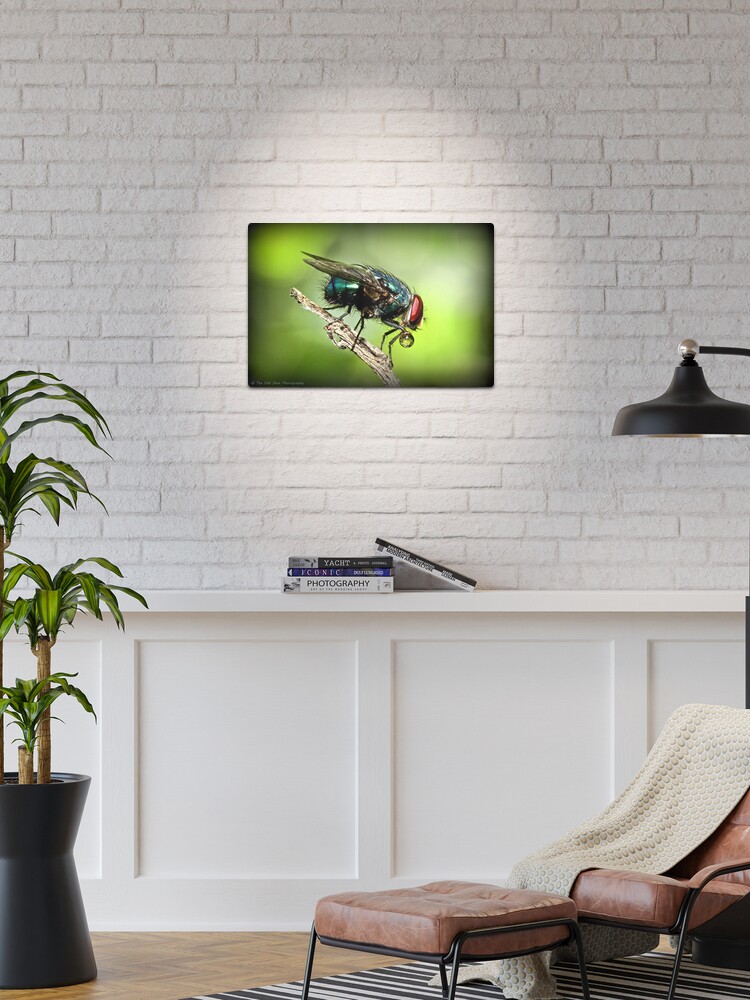Thumbnail 1 of 4, Metal Print, Fly designed and sold by theoddshot.