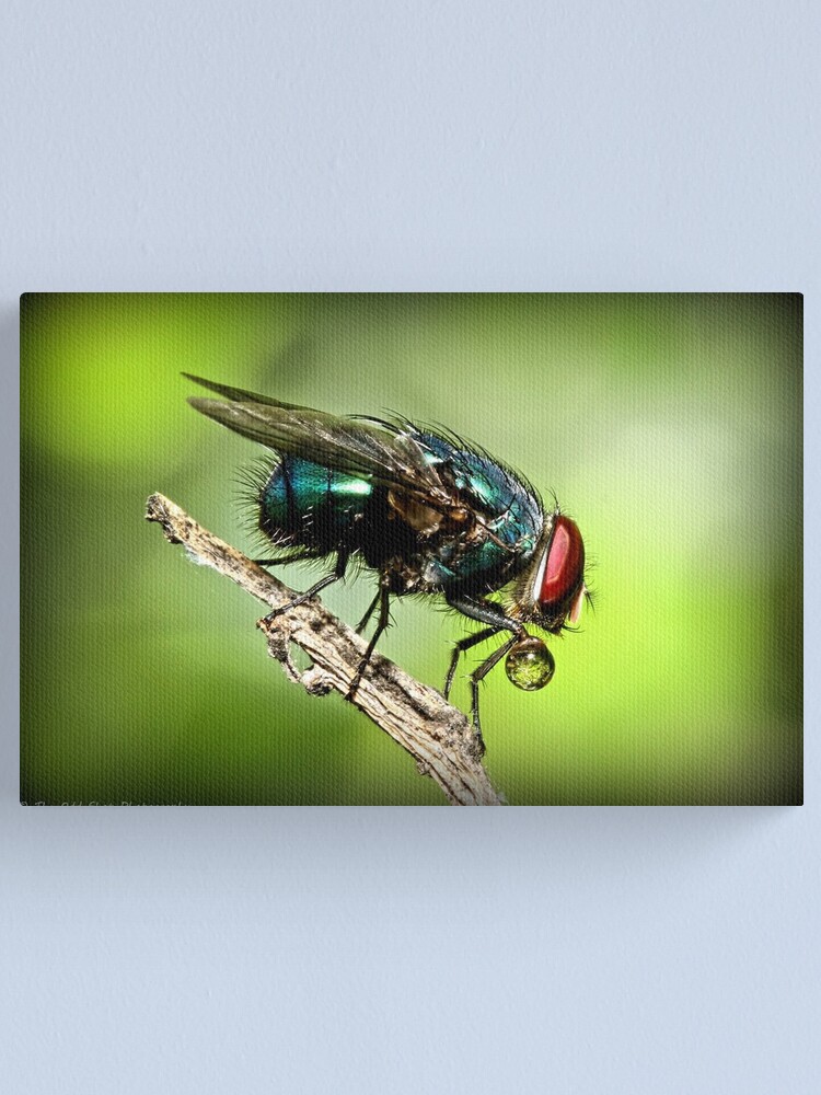 Alternate view of Fly Canvas Print