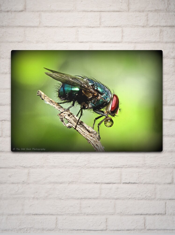 Thumbnail 2 of 4, Metal Print, Fly designed and sold by theoddshot.