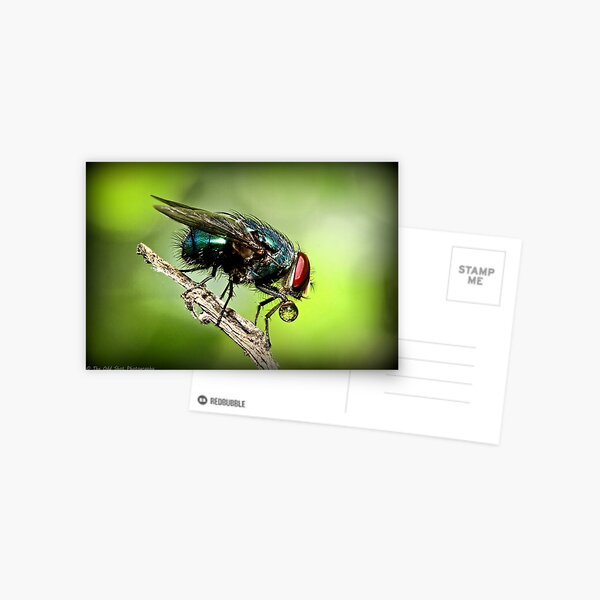 Fly Postcard