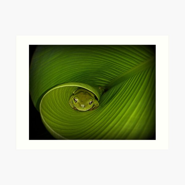 Frog in banana leaf Art Print