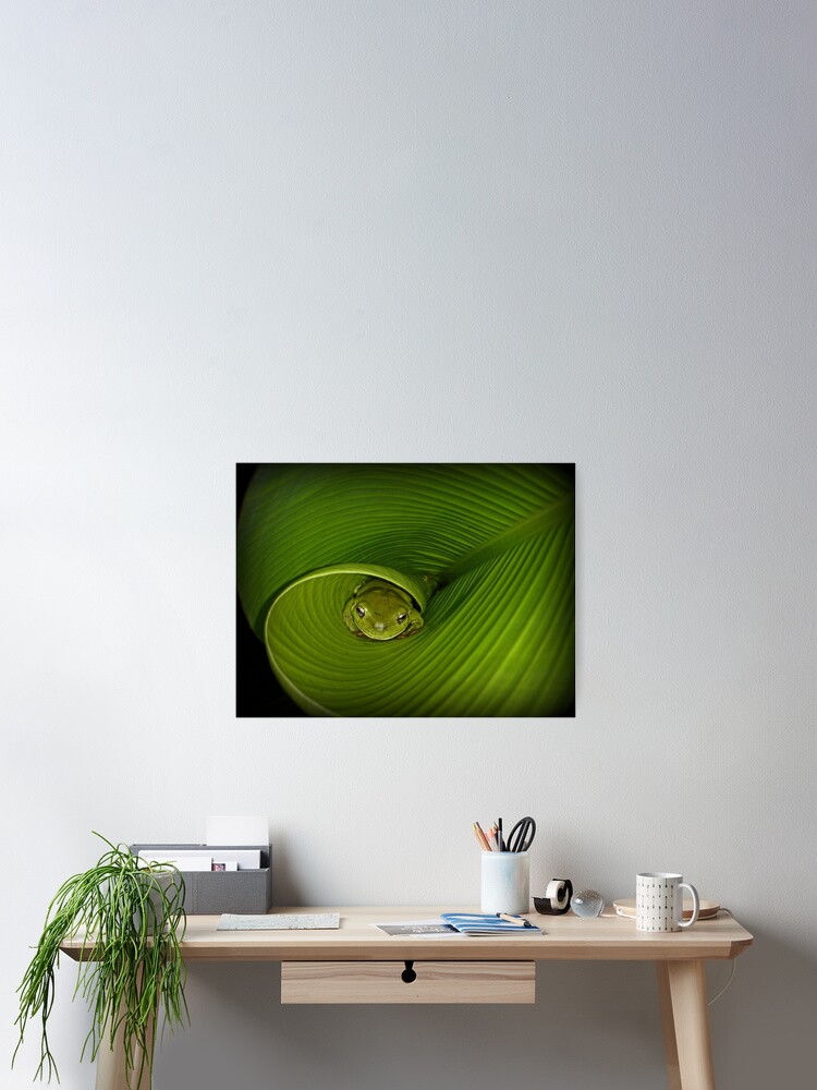 Thumbnail 2 of 3, Poster, Frog in banana leaf designed and sold by theoddshot.