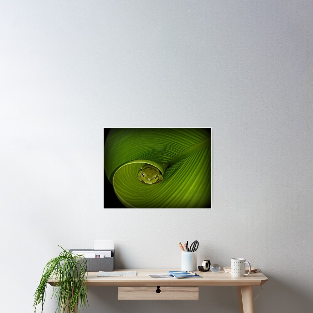 Frog in banana leaf Poster