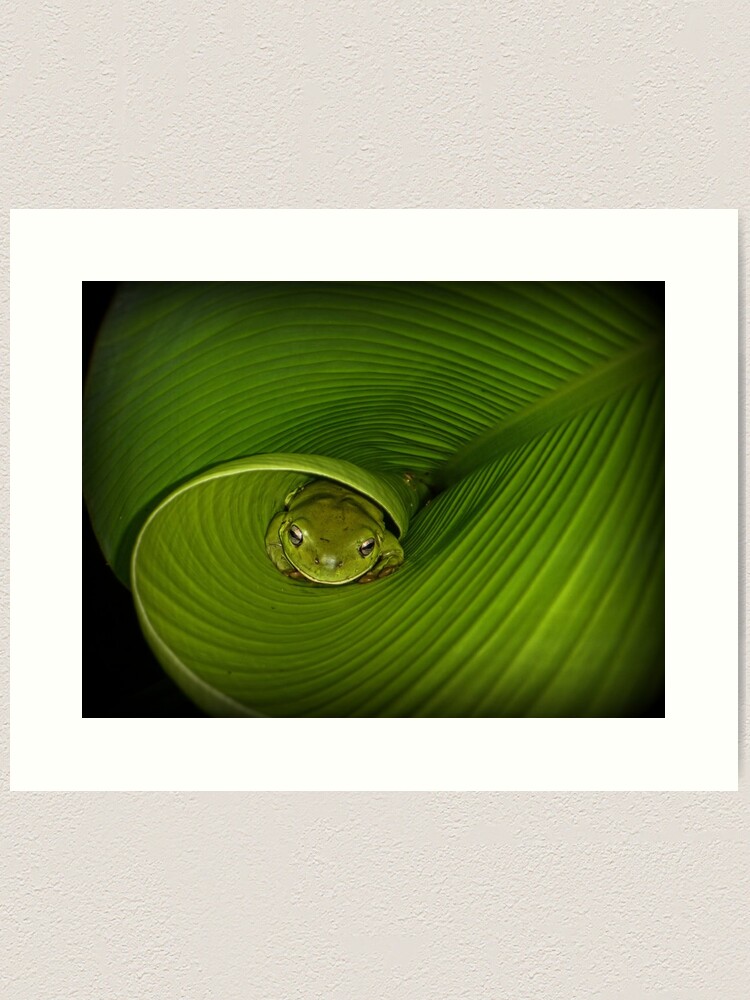 Alternate view of Frog in banana leaf Art Print