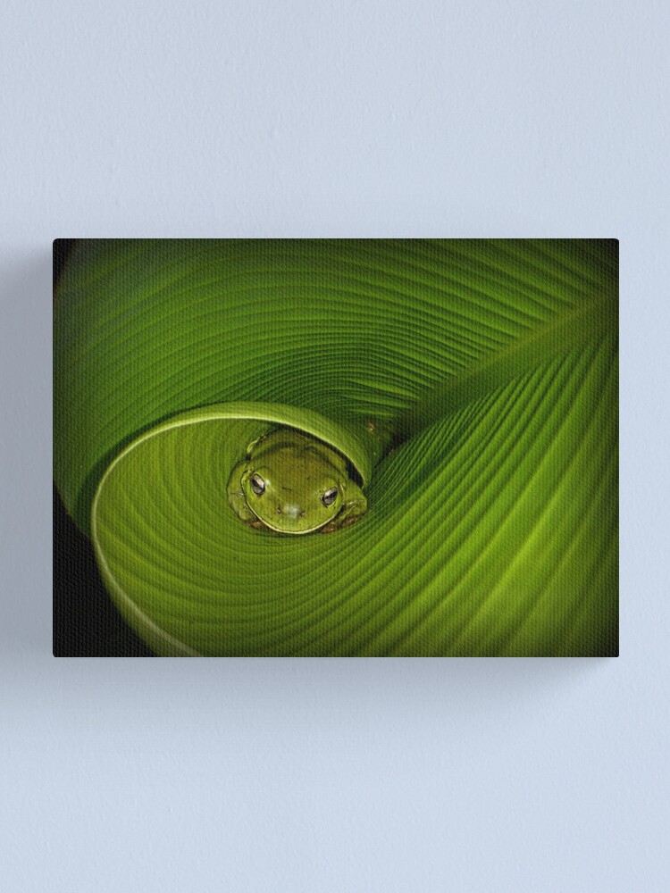 Thumbnail 1 of 3, Canvas Print, Frog in banana leaf designed and sold by theoddshot.