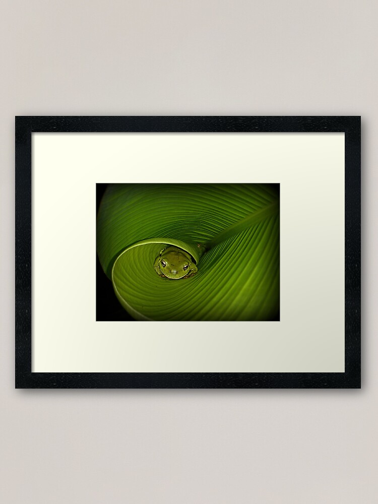 Alternate view of Frog in banana leaf Framed Art Print