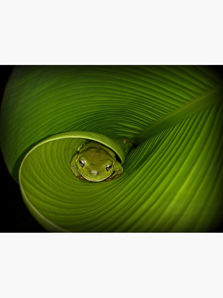 Frog in banana leaf by theoddshot