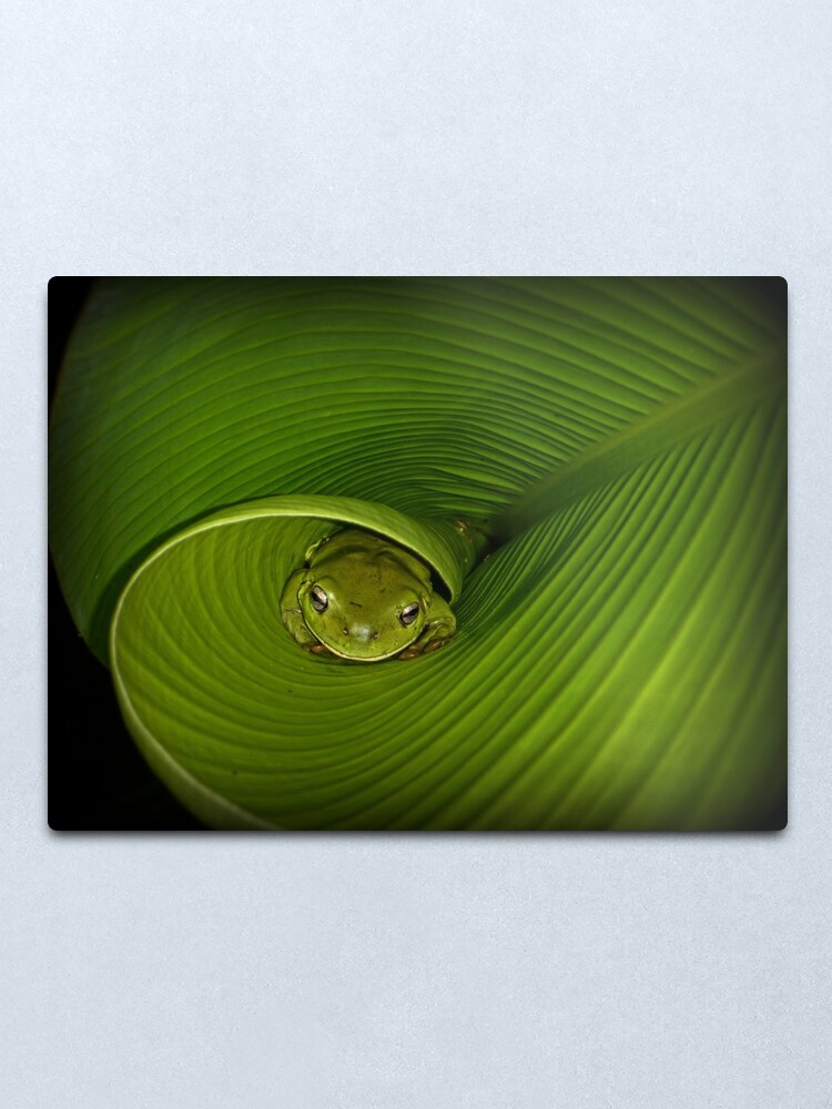 Alternate view of Frog in banana leaf Metal Print