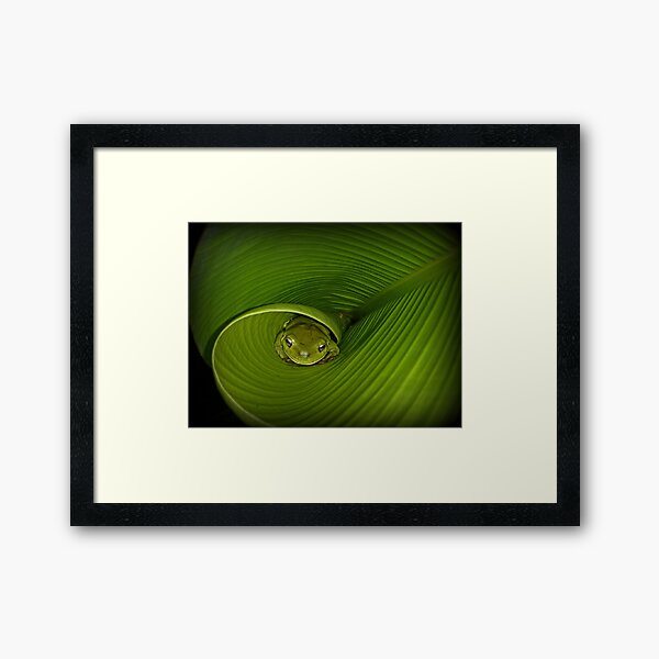 Frog in banana leaf Framed Art Print
