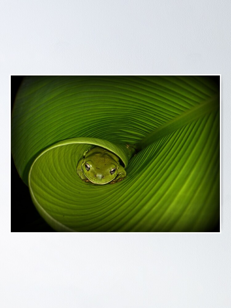 Alternate view of Frog in banana leaf Poster