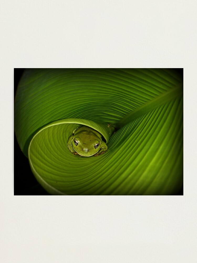 Alternate view of Frog in banana leaf Photographic Print