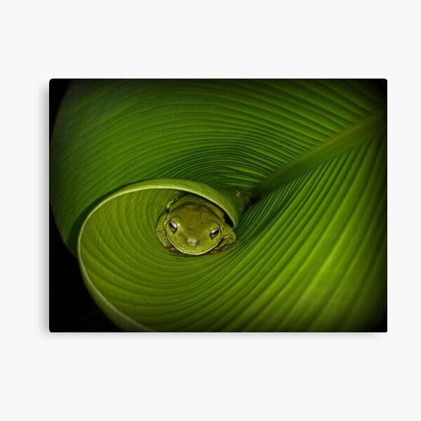 Canvas Print
