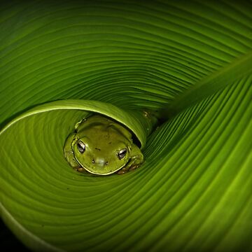 Artwork thumbnail, Frog in banana leaf by Trevor Farrell