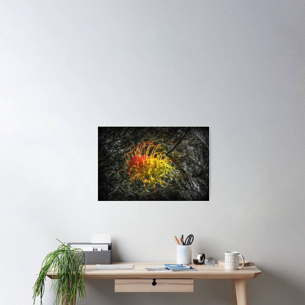 Grevillia flower Poster