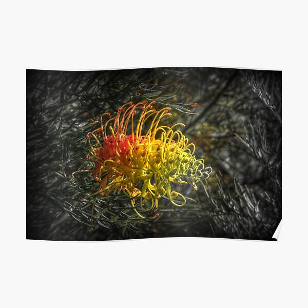 Grevillia flower Poster