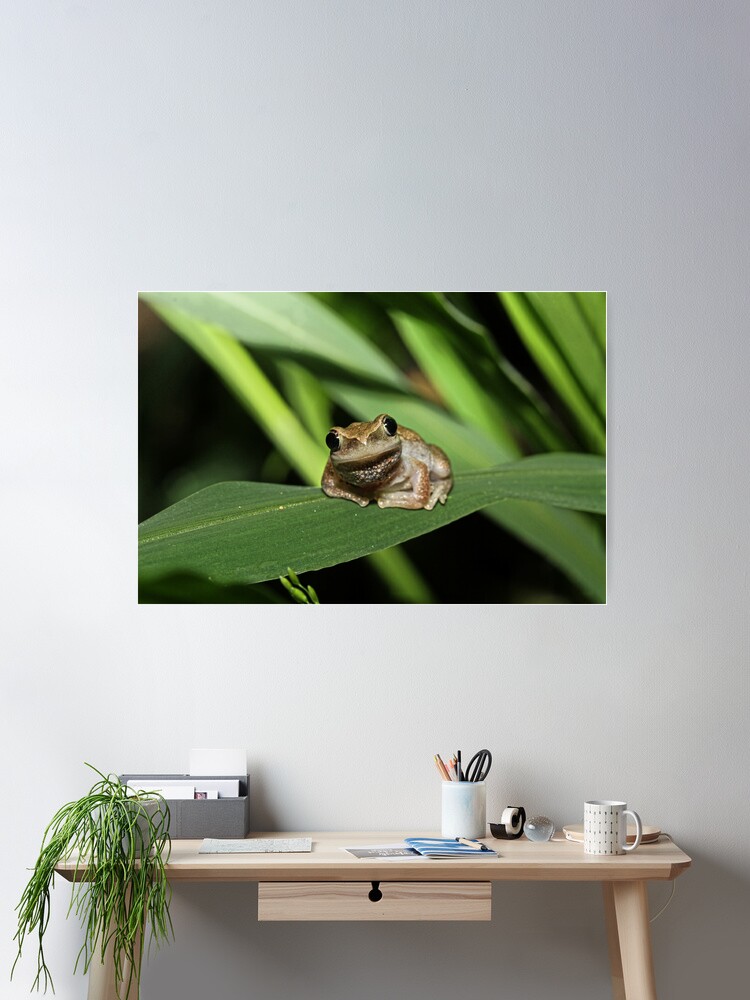 Thumbnail 1 of 3, Poster, Hello Frog designed and sold by theoddshot.