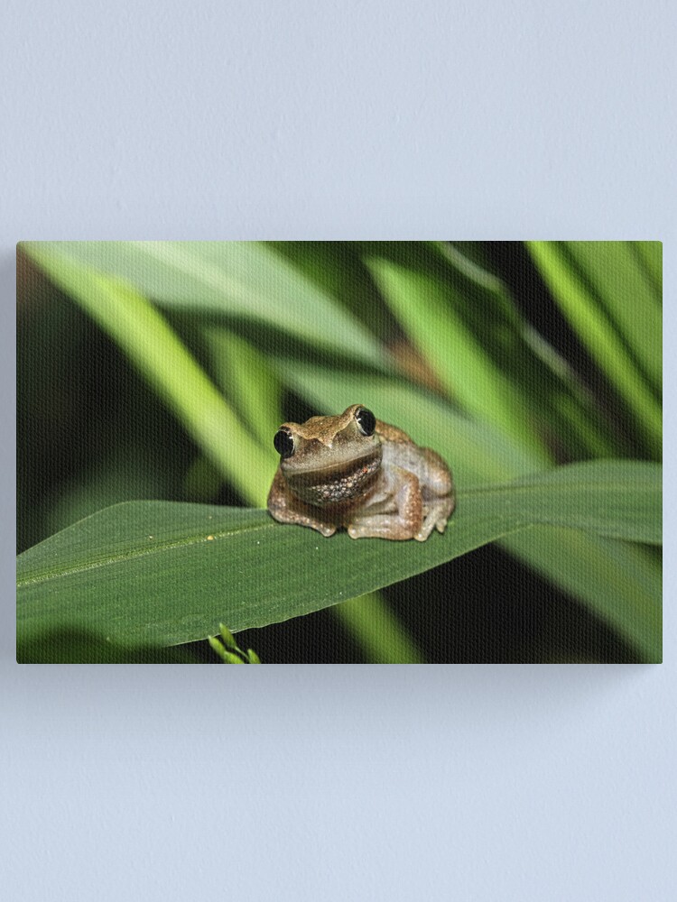 Thumbnail 1 of 3, Canvas Print, Hello Frog designed and sold by theoddshot.