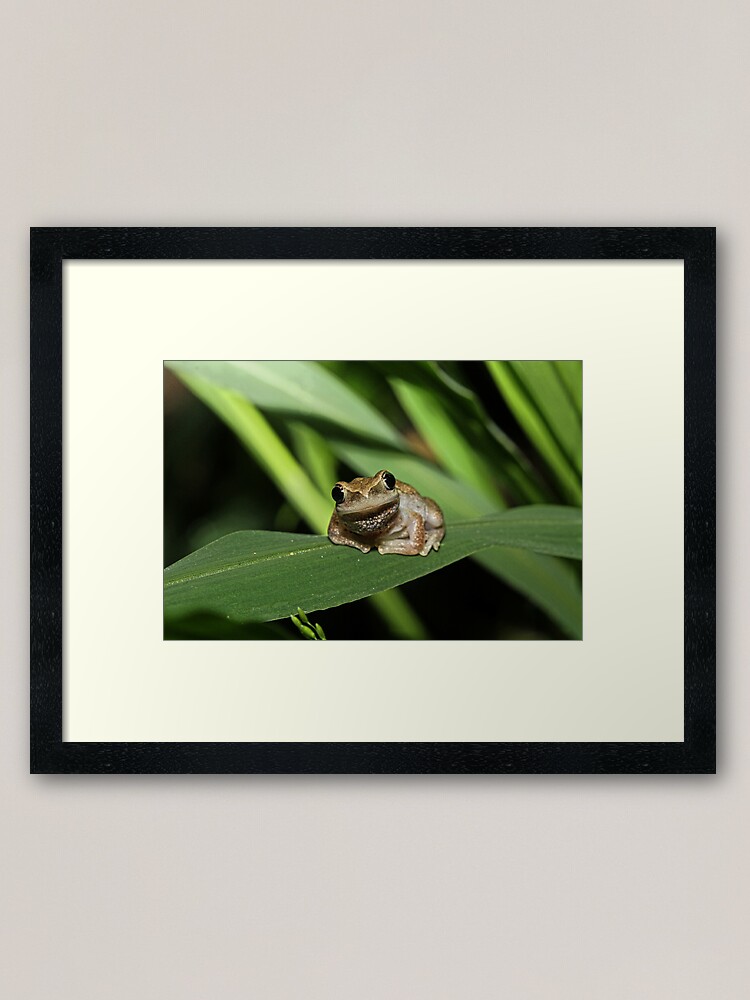Alternate view of Hello Frog Framed Art Print