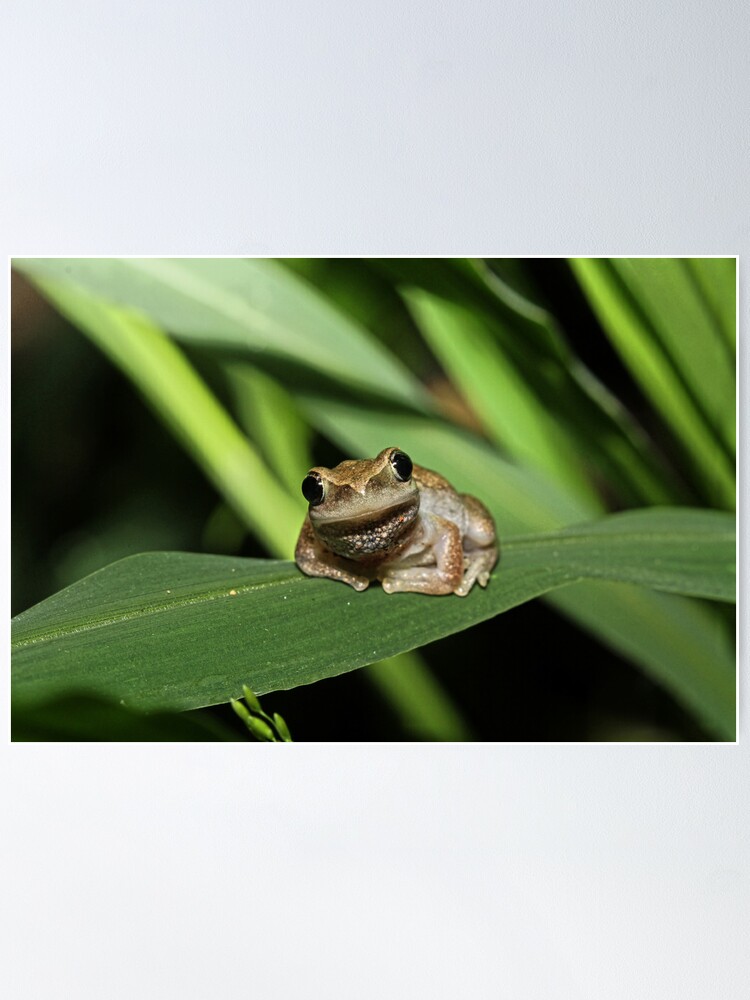 Thumbnail 2 of 3, Poster, Hello Frog designed and sold by theoddshot.